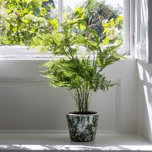 Terracotta Vintage Green Pots