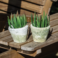 Load image into Gallery viewer, Terracotta Cactus Pot Antiqued Whitestone - 13 x 10cm - Pretty Little Duck
