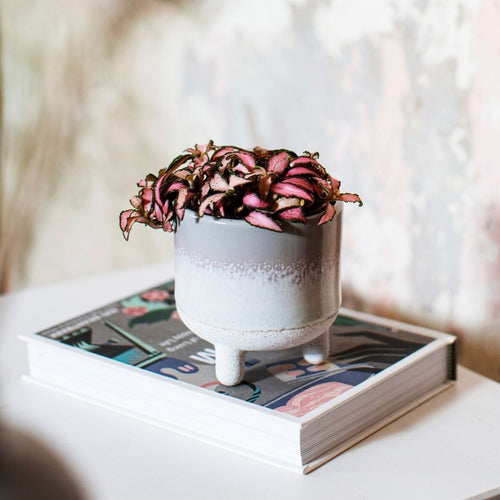 Ceramic Planter: Mojave Ombré Grey mini planter - Pretty Little Duck