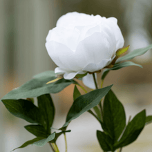 Load image into Gallery viewer, Artificial White Peony Spray 70cm - Pretty Little Duck
